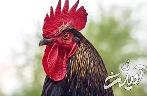 ۲۰ واقعیت جالب، بامزه و باورنکردنی برای ذهن های کنجکاو که آموزنده نیز هستند